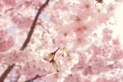 桜"